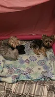 YELLOW GIRL, a female Yorkshire Terrier for sale in Lakeport, CA – 6 of 9