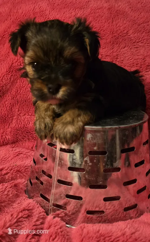 GREEN GIRL – Yorkshire Terrier puppy for sale in Lakeport, CA
