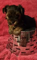 GREEN GIRL, a female Yorkshire Terrier for sale in Lakeport, CA – 1 of 10