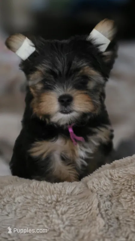 PINK – Yorkshire Terrier puppy for sale in Lakeport, CA