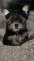 PINK, a female Yorkshire Terrier for sale in Lakeport, CA – 1 of 10