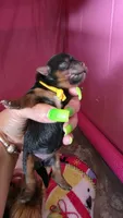 YELLOW GIRL, a female Yorkshire Terrier for sale in Lakeport, CA – 5 of 9