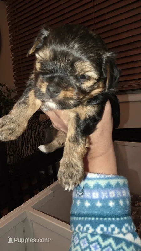 Green – Yorkshire Terrier puppy for sale in Lakeport, CA