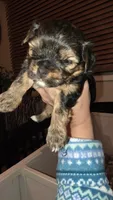 Green, a female Yorkshire Terrier for sale in Lakeport, CA – 1 of 10