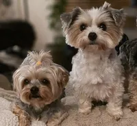 GREEN GIRL, a female Yorkshire Terrier for sale in Lakeport, CA – 3 of 10