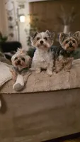 YELLOW GIRL, a female Yorkshire Terrier for sale in Lakeport, CA – 10 of 10