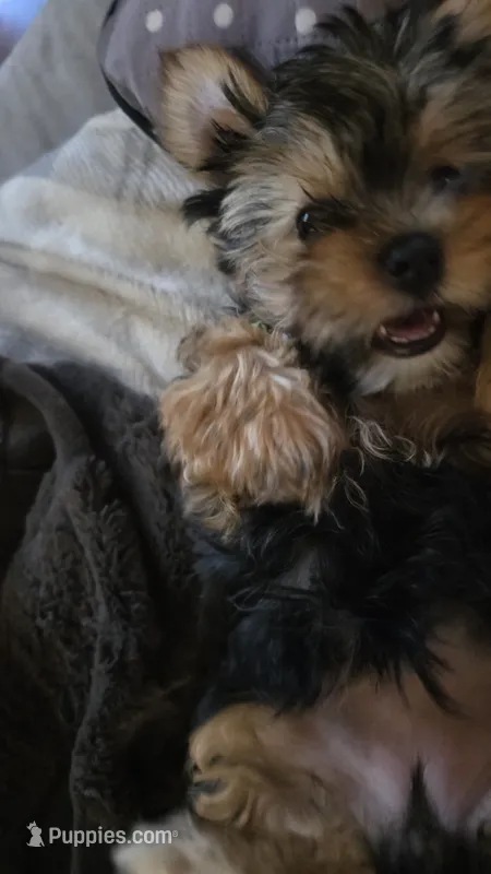 GREEN GIRL – Yorkshire Terrier puppy for sale in Lakeport, CA