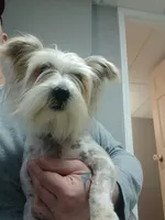 Myers, a male Yorkshire Terrier for sale in Martinsville, VA – Photo 5 of 5