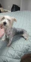 Myers, a male Yorkshire Terrier for sale in Martinsville, VA – Photo 3 of 5