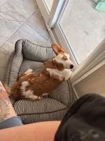 Tango, a male Cardigan Welsh Corgi and Pembroke Welsh Corgi for sale in Austin, TX – Photo 7 of 7