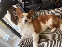 Tango, a male Cardigan Welsh Corgi and Pembroke Welsh Corgi for sale in Austin, TX – Photo 6 of 7