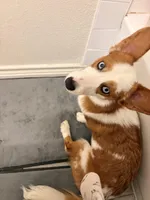 Tango, a male Cardigan Welsh Corgi and Pembroke Welsh Corgi for sale in Austin, TX – Photo 4 of 7