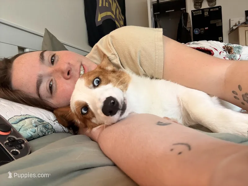 Tango – Cardigan Welsh Corgi, Pembroke Welsh Corgi puppy for sale in Austin, TX