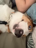 Tango, a male Cardigan Welsh Corgi and Pembroke Welsh Corgi for sale in Austin, TX – Photo 2 of 7