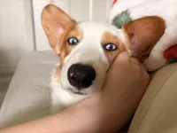 Tango, a male Cardigan Welsh Corgi and Pembroke Welsh Corgi for sale in Austin, TX – Photo 3 of 7