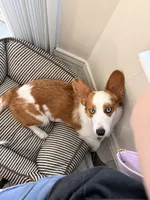 Tango, a male Cardigan Welsh Corgi and Pembroke Welsh Corgi for sale in Austin, TX – Photo 5 of 7