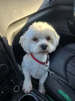 Teddy, a male Lhasa Apso for sale in Brownsburg, IN – Photo 2 of 3