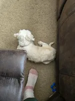 Teddy, a male Lhasa Apso for sale in Brownsburg, IN – Photo 3 of 3