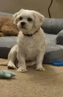 Teddy, a male Lhasa Apso for sale in Brownsburg, IN – Photo 1 of 3