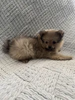 Joy, a female Pomeranian for sale in Casa Grande, AZ – Photo 4 of 6