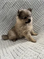 Joy, a female Pomeranian for sale in Casa Grande, AZ – Photo 2 of 6