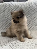 Joy, a female Pomeranian for sale in Casa Grande, AZ – Photo 1 of 6