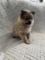 Joy, a female Pomeranian for sale in Casa Grande, AZ – Photo 3 of 6