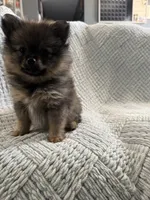 Hope, a female Pomeranian for sale in Casa Grande, AZ – Photo 3 of 5