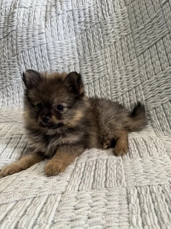 Hope – Pomeranian puppy for sale in Casa Grande, AZ