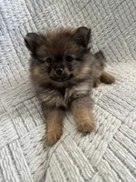 Hope, a female Pomeranian for sale in Casa Grande, AZ – Photo 2 of 5