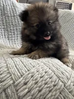 Bear, a male Pomeranian for sale in Casa Grande, AZ – Photo 3 of 4