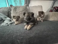 Bear, a male Pomeranian for sale in Casa Grande, AZ – Photo 4 of 4