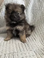 Bear, a male Pomeranian for sale in Casa Grande, AZ – Photo 1 of 4