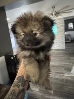 Bear, a male Pomeranian for sale in Casa Grande, AZ – Photo 2 of 4