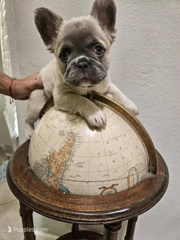 Puggs – French Bulldog puppy for sale in Moreno Valley, CA