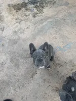 Misty , a female French Bulldog for sale in Moreno Valley, CA – 2 of 3