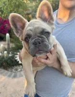 Puggs, a female French Bulldog for sale in Moreno Valley, CA – 2 of 4