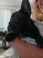 Rocky, a male French Bulldog for sale in Moreno Valley, CA – 3 of 3