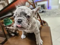 Seal, a male French Bulldog for sale in Moreno Valley, CA – 2 of 2