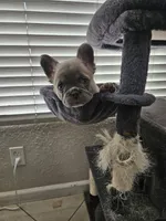 Puggs, a female French Bulldog for sale in Moreno Valley, CA – 2 of 2