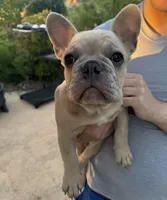 Glenn, a male French Bulldog for sale in Moreno Valley, CA – 1 of 6
