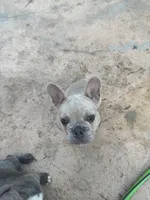 Glenn, a male French Bulldog for sale in Moreno Valley, CA – 4 of 6