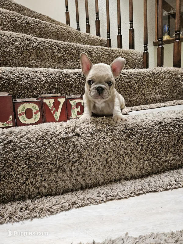 Glenn – French Bulldog puppy for sale in Moreno Valley, CA