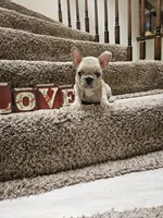 Glenn, a male French Bulldog for sale in Moreno Valley, CA – 1 of 2