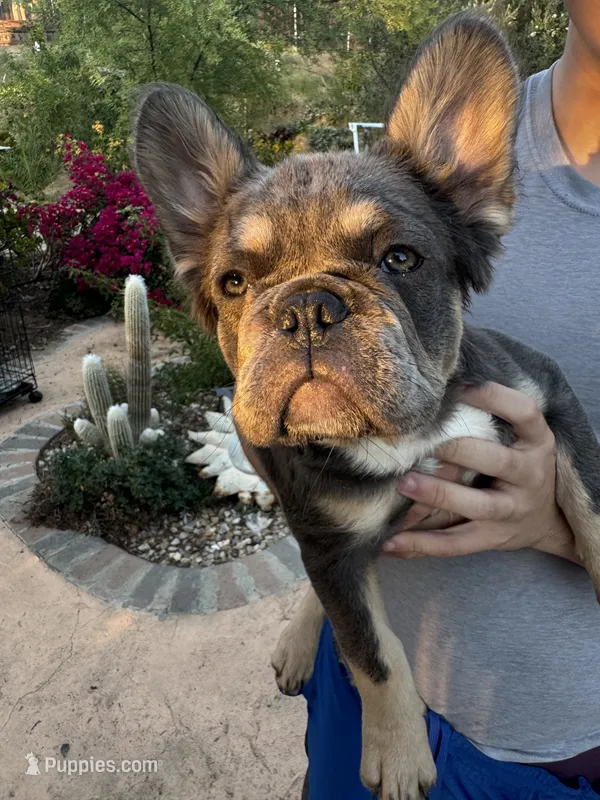 Bulldozer  – French Bulldog puppy for sale in Moreno Valley, CA
