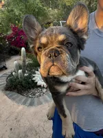 Bulldozer , a male French Bulldog for sale in Moreno Valley, CA – 1 of 4