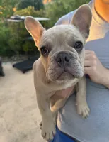 Glenn, a male French Bulldog for sale in Moreno Valley, CA – 3 of 6