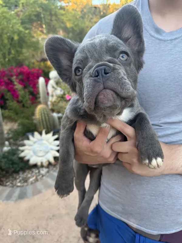 Misty  – French Bulldog puppy for sale in Moreno Valley, CA