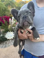 Misty , a female French Bulldog for sale in Moreno Valley, CA – 1 of 3