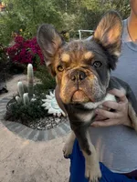Bulldozer , a male French Bulldog for sale in Moreno Valley, CA – 3 of 4
